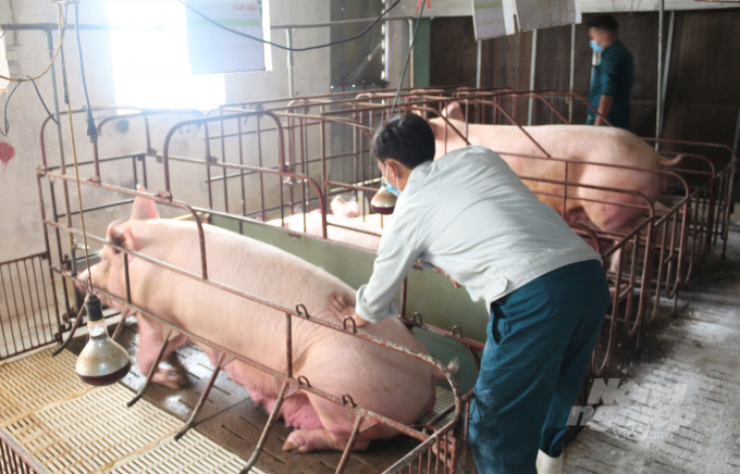 Hà Nội đã xây dựng được 42 cơ sở chăn nuôi gia súc an toàn dịch bệnh. Ảnh: Phạm Hiếu.