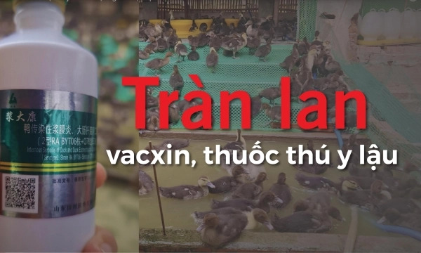 Tràn lan vacxin, thuốc thú y nhập lậu [Bài 2] Trại chăn nuôi thành ‘phòng thí nghiệm’ vacxin lậu