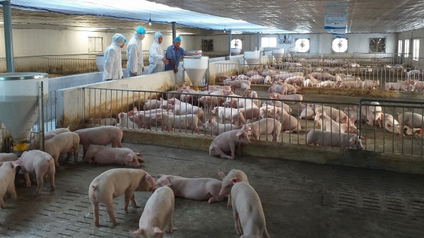 Biosecure pig farming minimizes the risk of African swine fever.