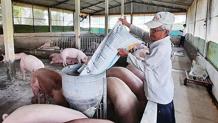 Giá heo hơi hôm nay 13/8: Miền Nam biến động trái chiều
