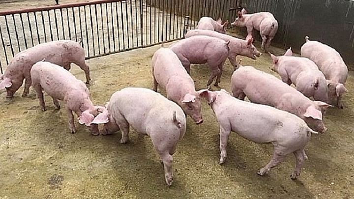 Giá heo hơi hôm nay 16/8: Có nơi tăng mạnh 4.000 đ/kg