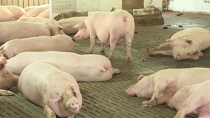 Giá heo hơi hôm nay 22/8: Miền Nam tăng nhẹ 1.000 đ/kg