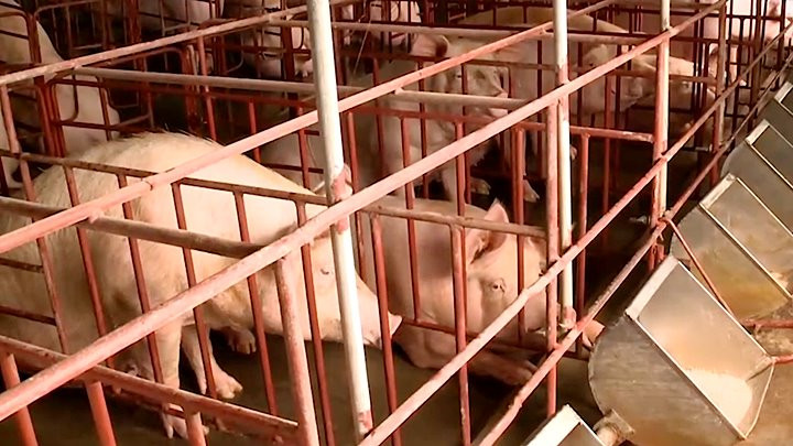 Giá heo hơi hôm nay 23/8: Có nơi tăng nóng 6.000 đ/kg