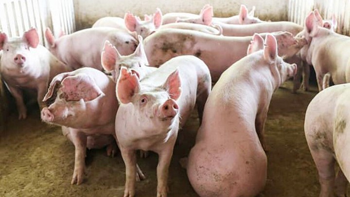 Giá heo hơi hôm nay 11/11: Biến động nhẹ ở vài nơi