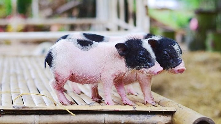 Giá heo hơi hôm nay 13/11: Tuần này biến động từ 1.000 – 5.000 đ/kg