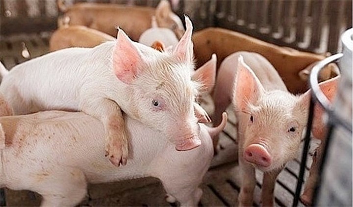Giá heo hơi hôm nay 15/11/2022: Có nơi giảm tới 3.000 đ/kg