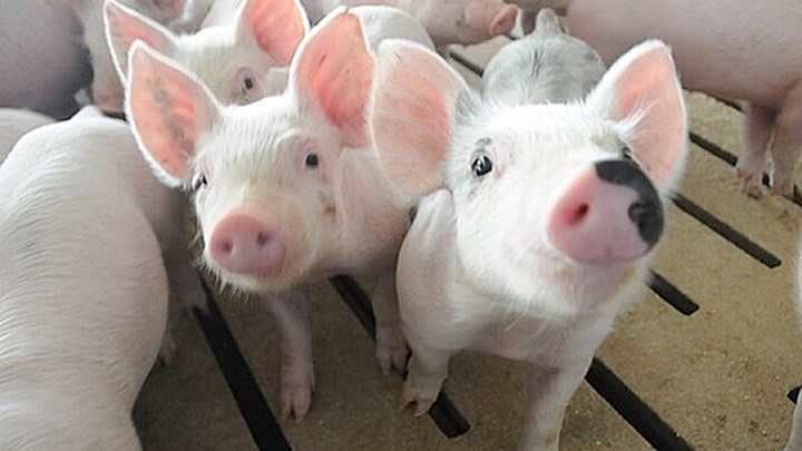 Giá heo hơi hôm nay 20/11/2022: Tuần này giảm 1.000 – 6.000 đ/kg