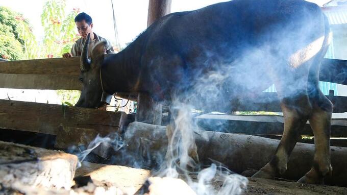 Kinh nghiệm phòng chống đói, rét cho gia súc, gia cầm năm nay ở Nghệ An