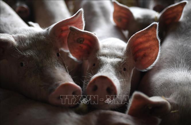 Người chăn nuôi lợn kỳ vọng thị trường cuối năm