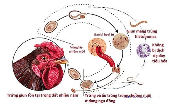 BỆNH ĐẦU ĐEN (HISTOMONIASIS)