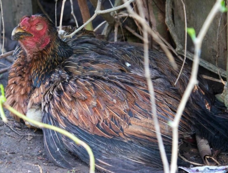 BỆNH VIÊM RUỘT HOẠI TỬ GÀ (Necrotic enteritis in chicken)