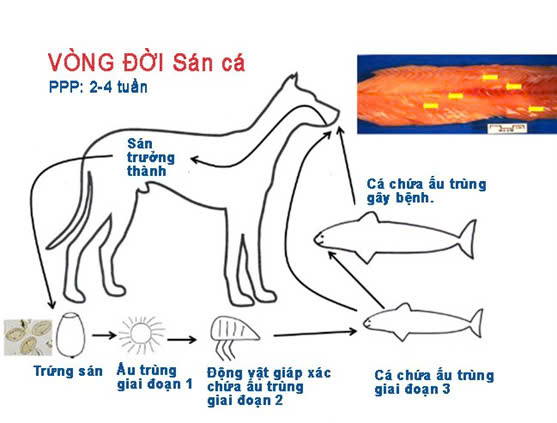 CÁC BỆNH SÁN DÂY TRÊN CHÓ