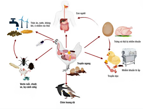 BỆNH THƯƠNG HÀN Ở GÀ ĐẺ (Salmonellosis in Laying Hens)