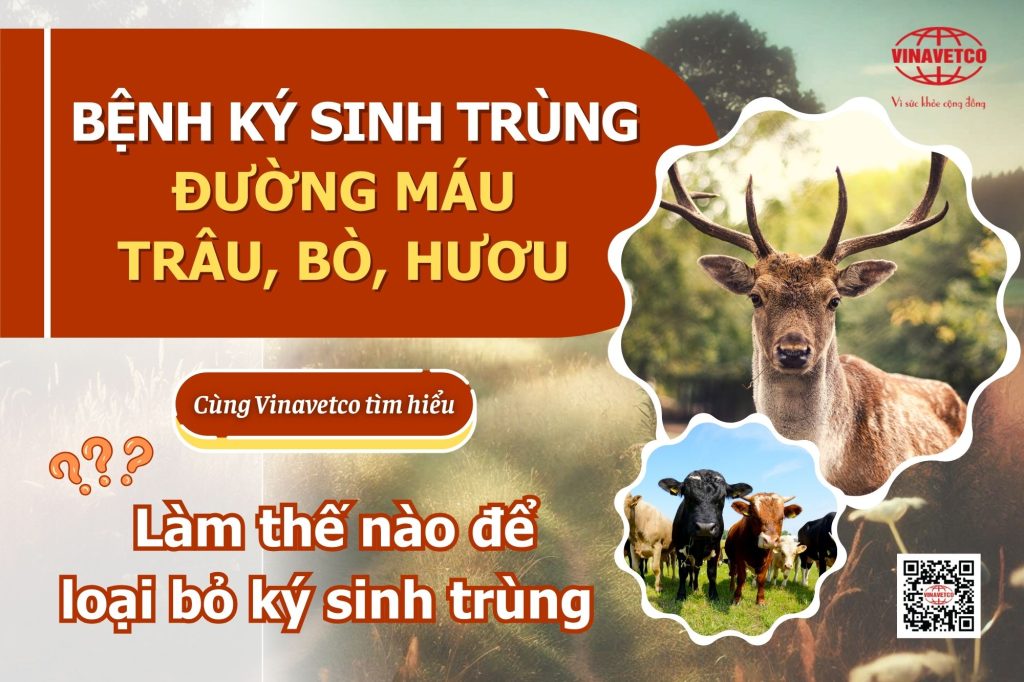 BỆNH KÝ SINH TRÙNG ĐƯỜNG MÁU TRÂU, BÒ, HƯƠU