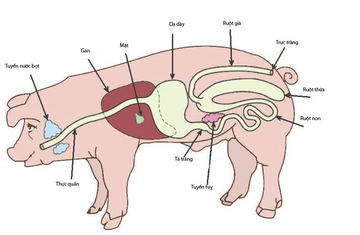 MỘT SỐ BỆNH THƯỜNG GẶP Ở HEO