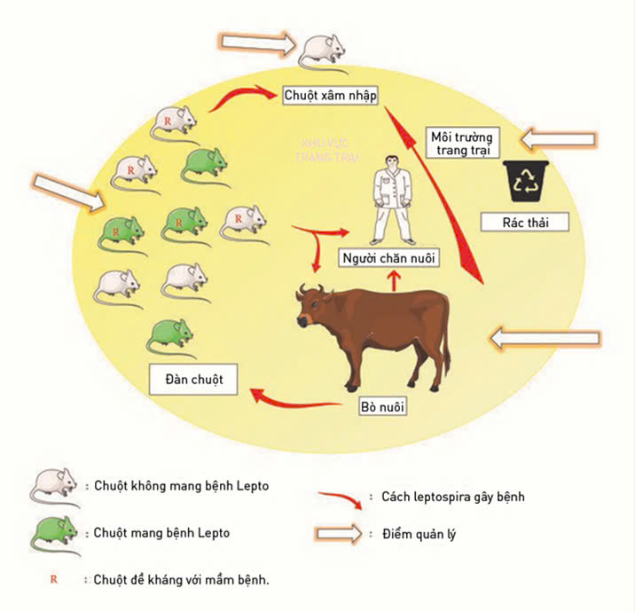 Bệnh Lepto ở bò và hươu