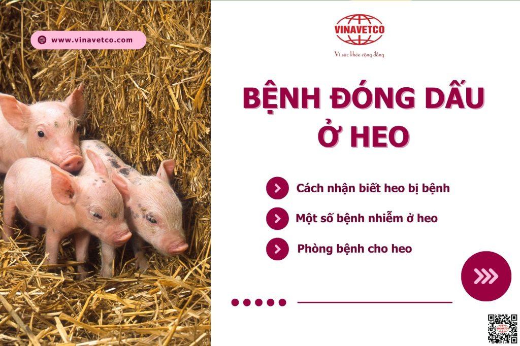 Bệnh đóng dấu ở heo
