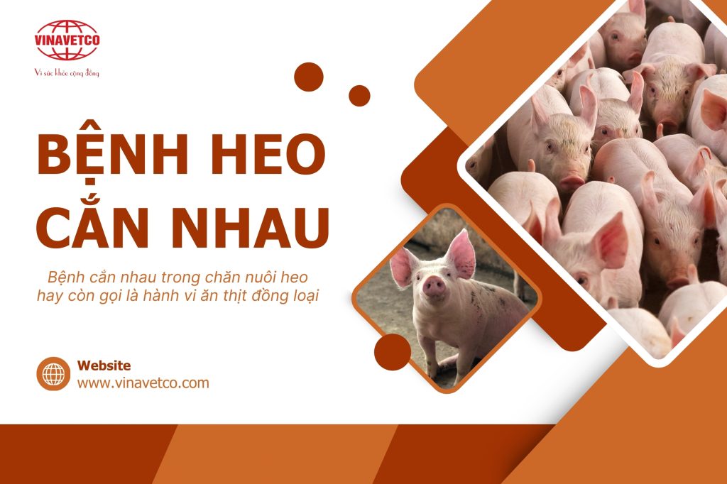 Bệnh heo cắn nhau