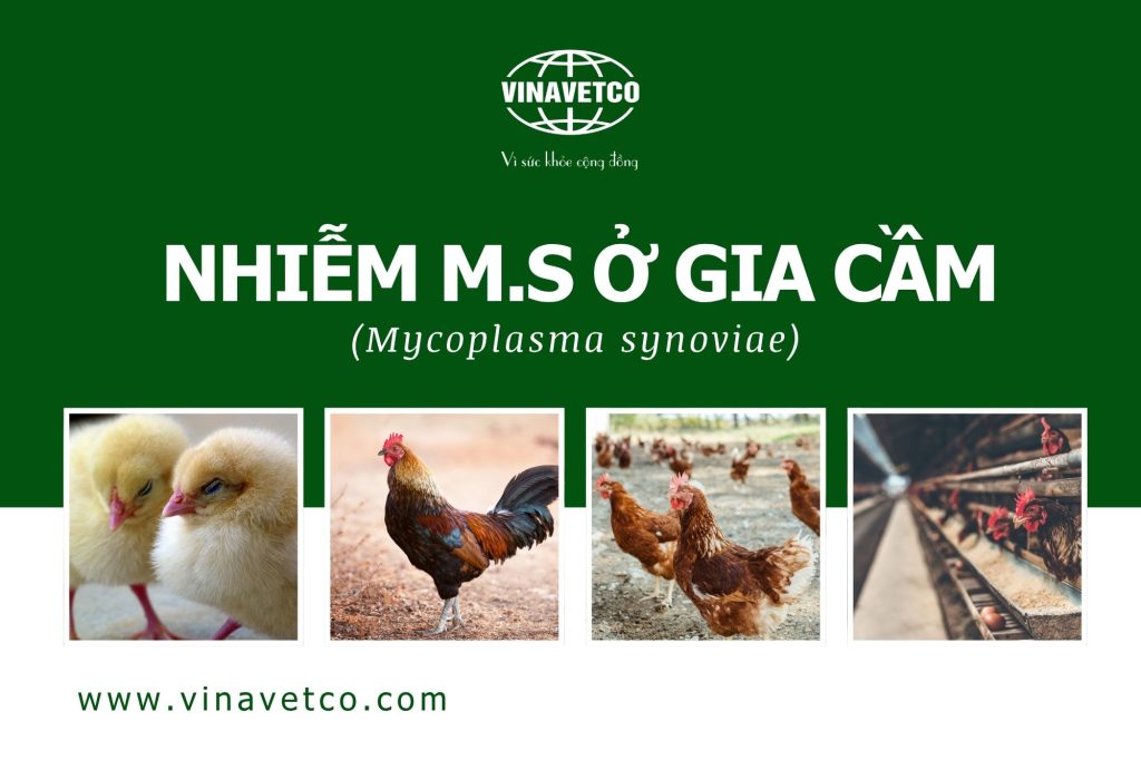 Bệnh Mycoplasma synoviae (M.S) ở gia cầm