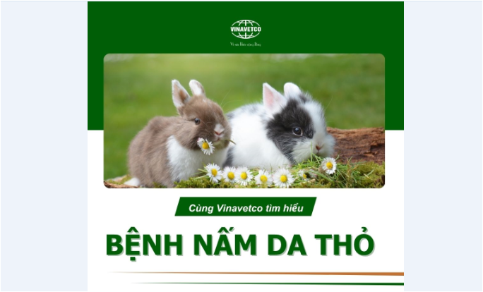 Bệnh nấm da thỏ
